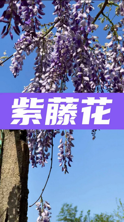春有約，花不誤，陌上紫藤香如故。